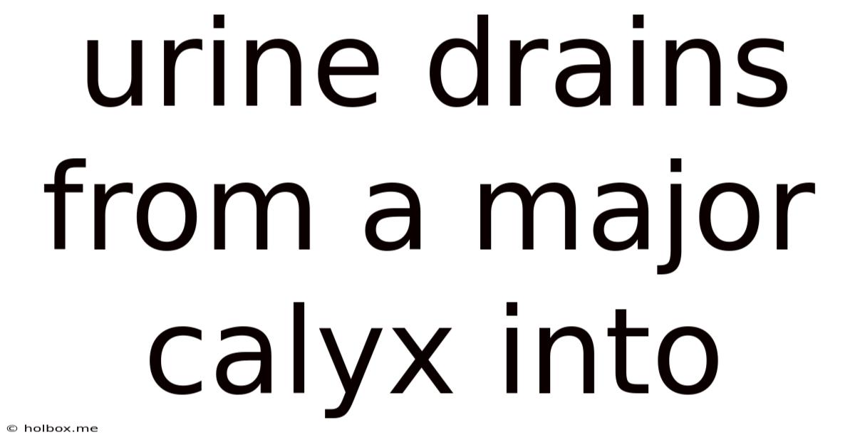 Urine Drains From A Major Calyx Into