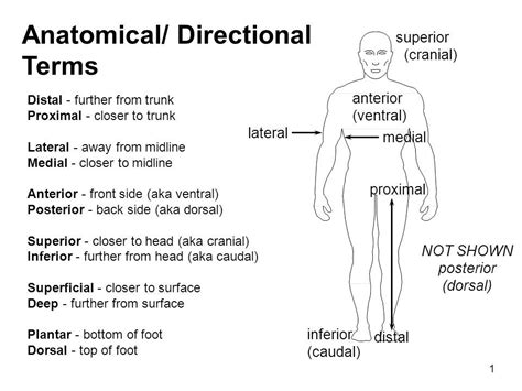 Use The Words To Fill-in The Sentences Describing Anatomical Position.