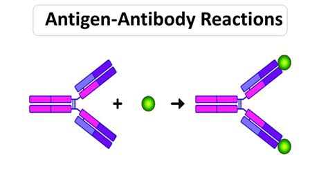 Using Antigen-antibody Reactions To Identify Bacteria Is An Example Of