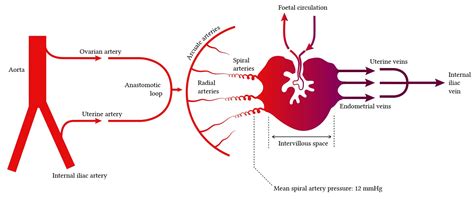 Uteroplacental Flow Is Absent At This Intrauterine Pressure