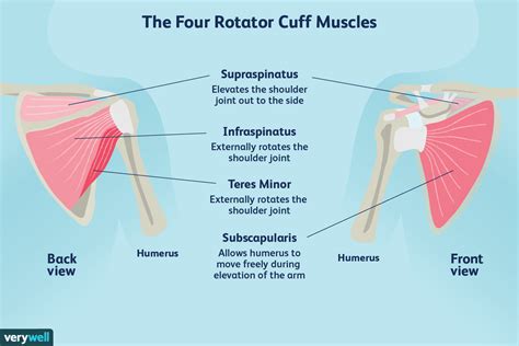 What Are The Four Rotator Cuff Muscles Chegg