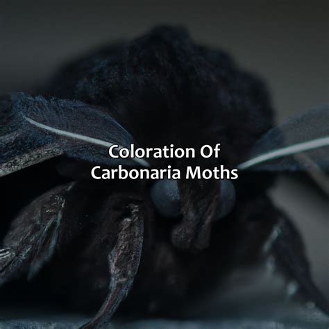 What Color Is The Carbonaria Version Of The Moths