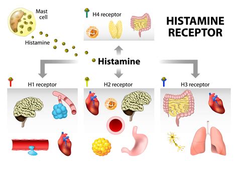 What Direct Effect Do Histamines And Leukotrienes Have On Capillaries