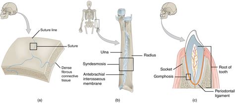 What Do Sutures Gomphoses And Syndesmoses Have In Common