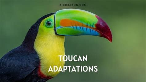 What Do Toucans Need To Survive