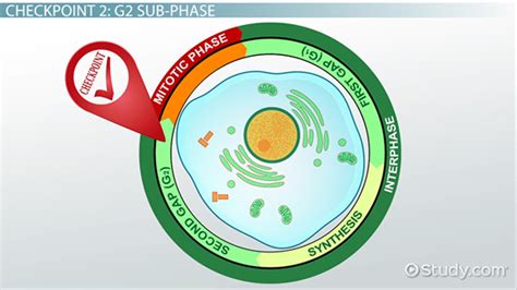 What Do Your Results Indicate About Cell Cycle Control