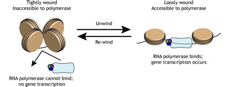 What If Rna Polymerase To Bind More Tightly Than Normal