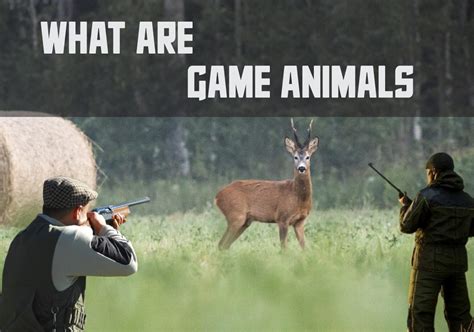 What Is A Characteristic Of Game Animals