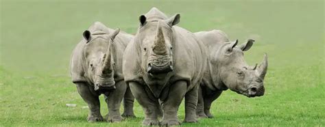 What Is A Group Of Rhinos Called