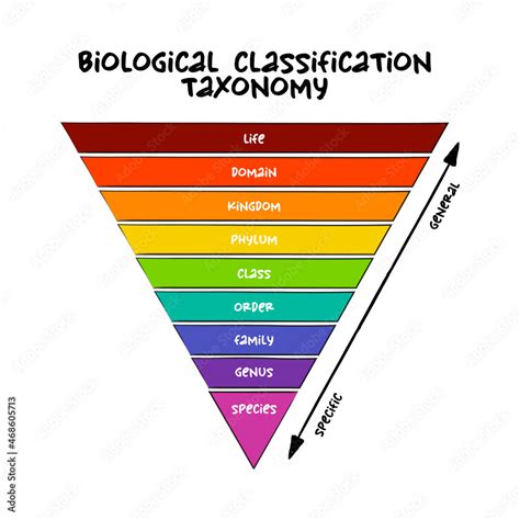 What Is The Best Classification For