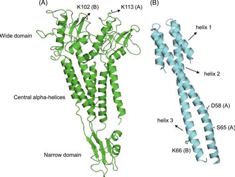 What Is The Function Of The Connector Proteins