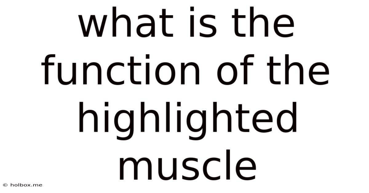 What Is The Function Of The Highlighted Muscle