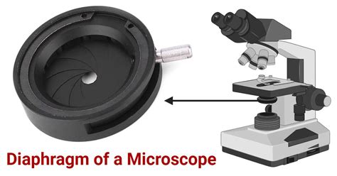 What Is The Function Of The Microscope Diaphragm