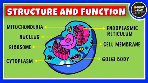 What Is The Function Of The Structure At A