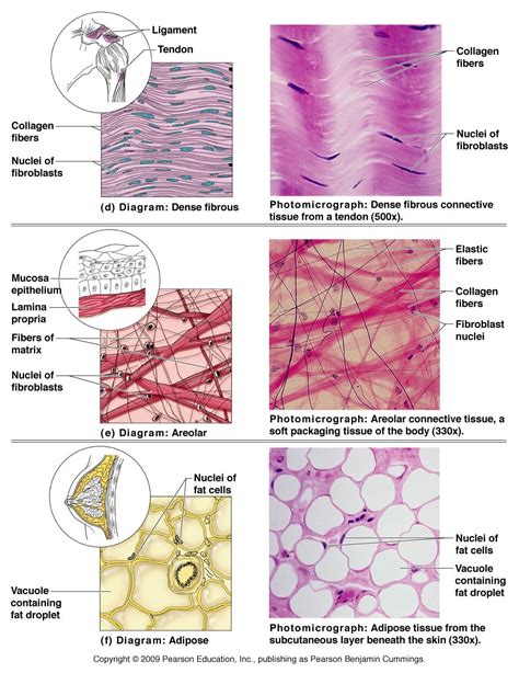 What Is The Long Term Lengthening Of Connective Tissues Called