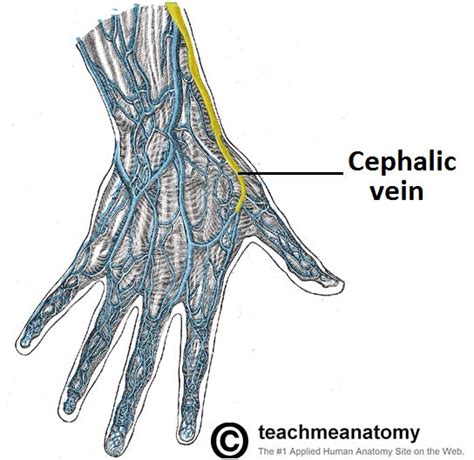 What Is Unique About The Highlighted Veins