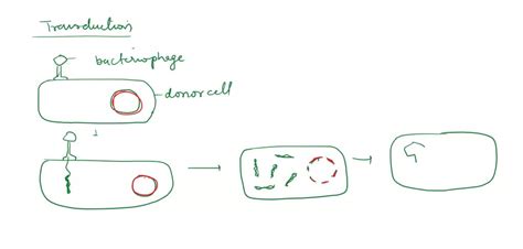 What Is Unique About Transduction Compared To Normal Bacteriophage Infection