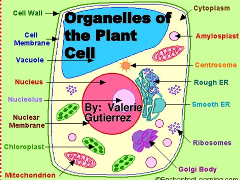 What Organelles Are Only In Plant Cells