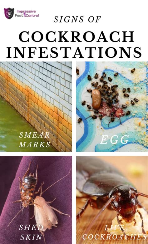 What Sign Of Cockroach Infestation Might Food Workers Notice