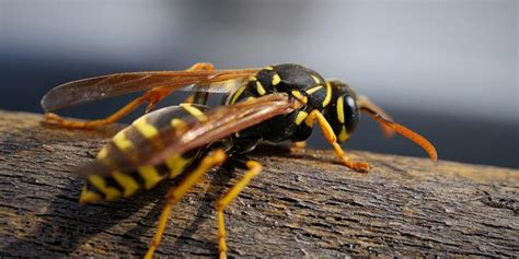 What Temperature Do Wasps Die Celsius