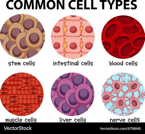 What Type Of Cell Is Shown At A