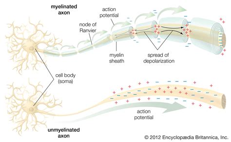 Where In The Neuron Is An Action Potential Initially Generated