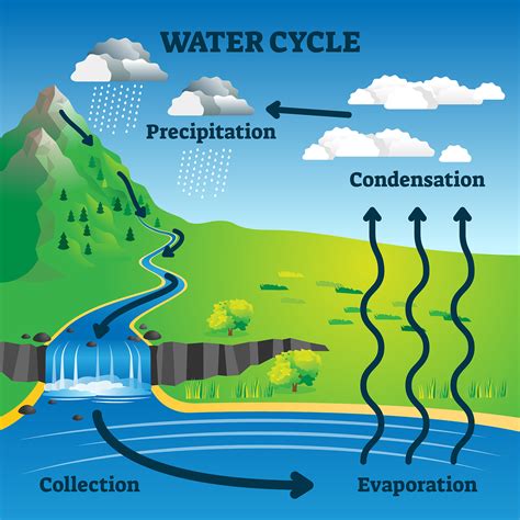 Which Letter Correctly Identifies The Part Of The Hydrologic Cycle