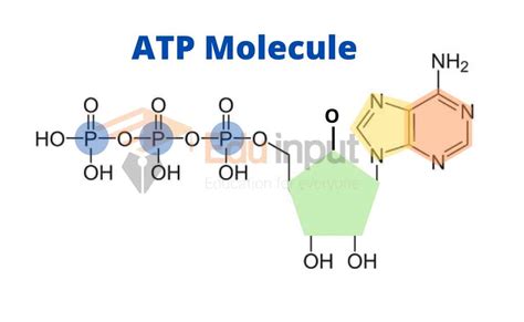 Which Molecule Produces The Most Atp