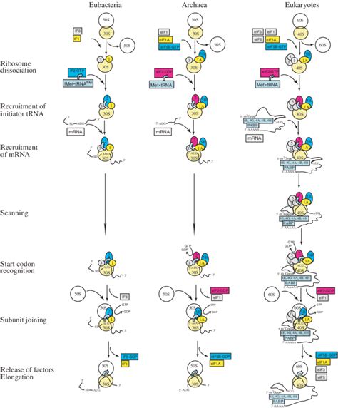 Which Of The Events Occur During Eukaryotic Translation Initiation