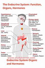 Which Of The Following Best Describes A Hormone