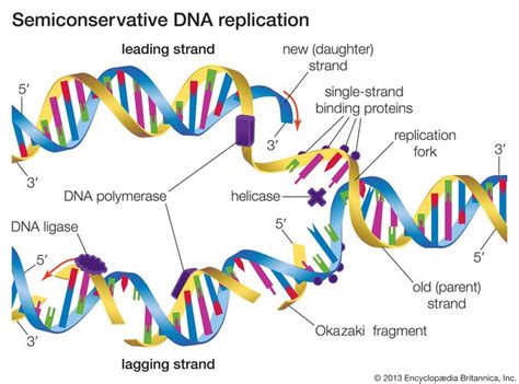 Which Of The Following Build New Strands Of Dna