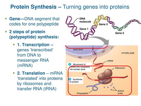 Which Of The Following Can Be Translated Into Protein