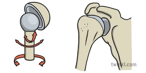 Which Of The Following Is A Ball And Socket Joint