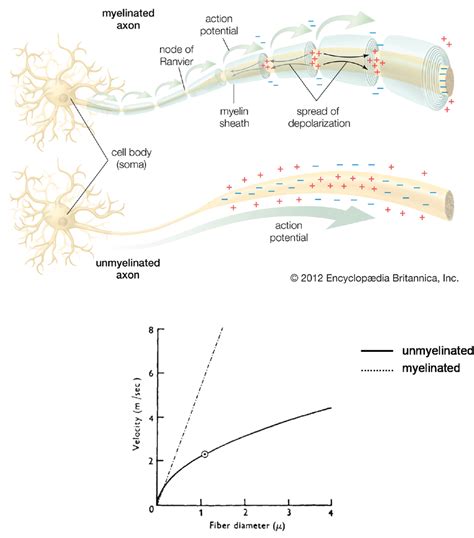 Which Of The Following Is An Effect Of Myelination