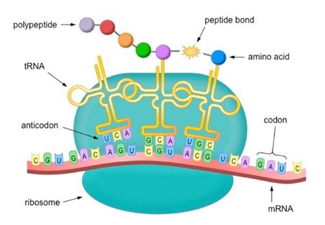 Which Of The Following Is Not Part Of Protein Synthesis