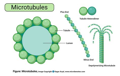 Which Of The Following Statements Best Describes Microtubules