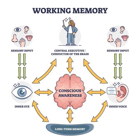 Which Of The Following Statements Is True Of Working Memory