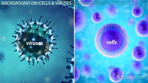 Which Of These Describes A Difference Between Viruses And Cells