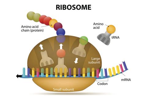 Which Proteins Are Synthesized By Bound Ribosomes