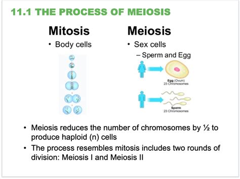 Which Statement Best Summarizes The Importance Of Meiosis To Reproduction