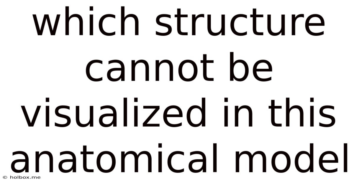 Which Structure Cannot Be Visualized In This Anatomical Model