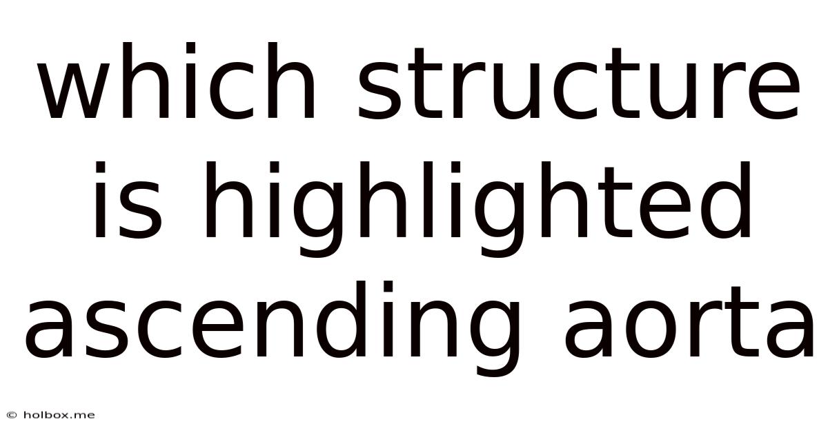 Which Structure Is Highlighted Ascending Aorta