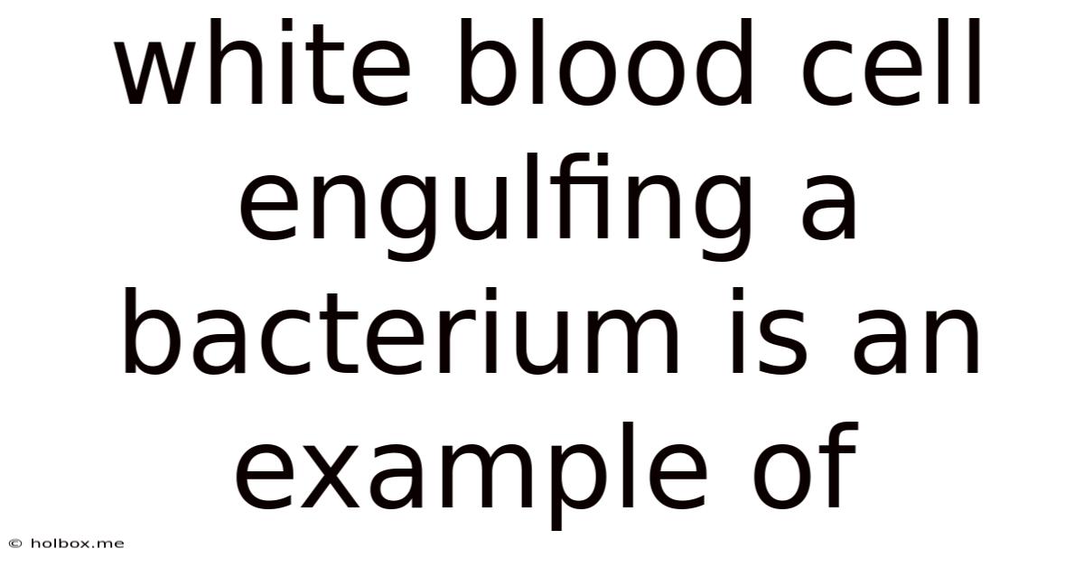 White Blood Cell Engulfing A Bacterium Is An Example Of