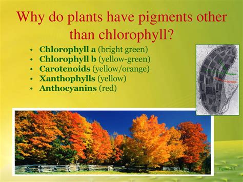 Why Do Plants Contain Other Pigments Besides Chlorophyll