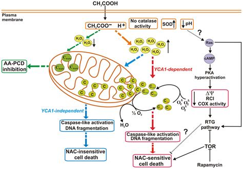 Yeast Have Mitochondria And Can Perform Cellular Respiration